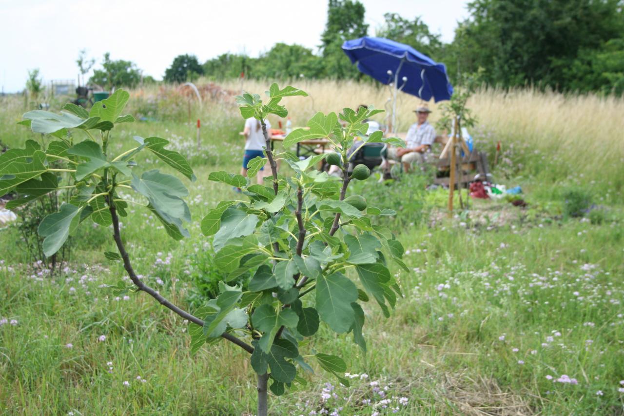 Allmende Waldgarten Edingen-Neckarhausen e.V.